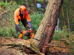 Best Aeration Services  in Forked River, NJ